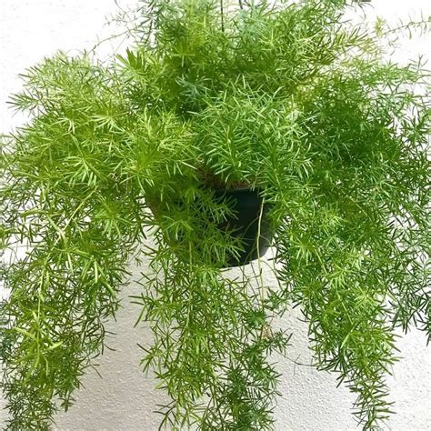 planta alfinete-4